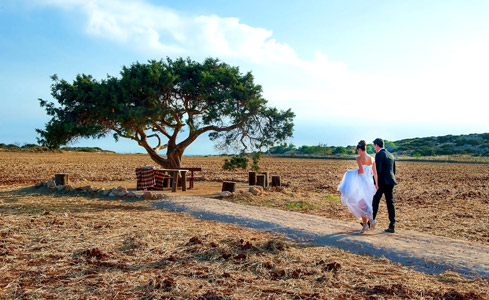 cyprus-tree-01.jpg